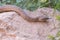 Wild Rattlesnake in the Grand Canyon