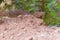 Wild Rattlesnake in the Grand Canyon