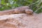 Wild Rattlesnake in the Grand Canyon