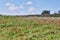 Wild red anemone flowers bloom among the green grass in the meadow. Gorgeous spring blooming landscape in the reserve of