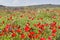 Wild red anemone flowers bloom among the green grass in the meadow. Gorgeous spring blooming landscape in the reserve of