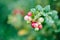 Wild red berries cowberry, foxberry, lingonberry with leaves closeup. Raw, organic materials fro skincare