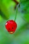 Wild red berry funny face, green background blurred