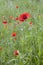 Wild Red Blooming Poppy