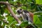 Wild Red Colobus monkey sitting on the branch and eating Leaves in tropical forest on Zanzibar