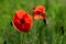 Wild red corn poppy grows on a green meadow