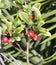 Wild red Crabapple fruit in winter.