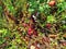 Wild red cranberries on a bog