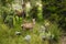 Wild red deer in New Zealand