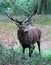 Wild Red deer stag in Bushy Park