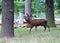 Wild Red deer stag in Bushy Park