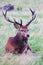 Wild Red deer stag in Bushy Park England