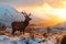 A wild red deer stag in a Scottish Highlands