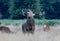 Wild Red deer stag stock, photo, photograph, image, picture