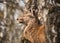 Wild red deer standing in bracken of Derbyshire Peak District forest orange autumn fall winter colours. Looking at camera close up