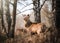 Wild red deer standing in bracken of Derbyshire Peak District forest orange autumn fall winter colours. Looking at camera close up