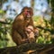Wild red-faced macaque monkey with a baby