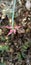 Wild red flower devil's backbone, redbird cactus