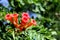 Wild red flowers on a green branch - Hudson River Valley, NY