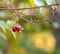 Wild red forest berry on a branch covered in cobwebs close up