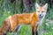 Wild red fox in green grass