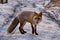 Wild red fox is hunting in winter forest