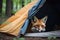 Wild red fox inspecting a camp tent in the forest