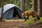 Wild red fox inspecting a camp tent in the forest