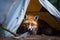 Wild red fox inspecting a camp tent in the forest