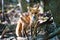 Wild Red Fox Standing on a log in a forest with the sun over it`s shoulder