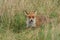 A wild Red Fox, Vulpes vulpes, standing in the long grass with its mouth open.