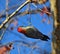 Wild Red Headed Woodpecker Feeding Upside Down