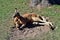 Wild red kangaroo resting on the grass in the park