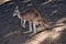 Wild red kangaroo resting on the ground