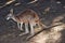 Wild red kangaroo resting on the ground