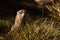 Wild Red Kite perched on the ground