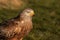 Wild Red Kite perched on the ground