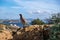 Wild red legged partridge in natural habitat, Attica Greece