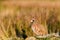 Wild red-legged partridge in natural habitat of reeds and grasses on moorland in Yorkshire