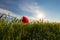 Wild red lonely poppy flower in field of barley in summer