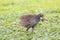 Wild Red-necked Francolin Francolinus afer Hunting in Deep Grass