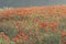 Wild red opium poppy on meadow, Papaver somniferum, detail, Czech Republic