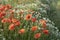 Wild red opium poppy on meadow, Papaver somniferum, detail, Czech Republic