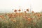 Wild red opium poppy on meadow, Papaver somniferum, detail, Czech Republic