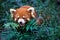 Wild Red Panda in China