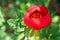 A wild red peony Blooming red peony. Closeup of beautiful red Peony flower. The Soft focus emphasized the tenderness and