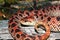 Wild Red phase female southern hognose snake - Heterodon Simus
