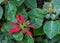 Wild Red Poinsettia Flowers