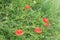 Wild red poppies bloom on a mountainside on a summer sunny day