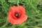 Wild red poppies bloom on a mountainside on a summer sunny day